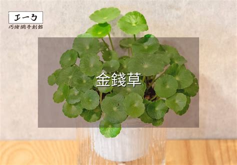 銅錢樹|金錢草全面養護指南 專家分享在家栽培健康植物的秘訣